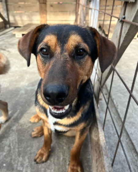 Adopter Falco