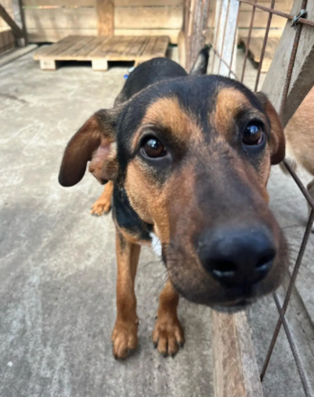 Adopter Falco