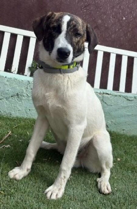 Adopter Faraon