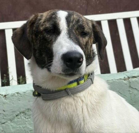 Adopter Faraon