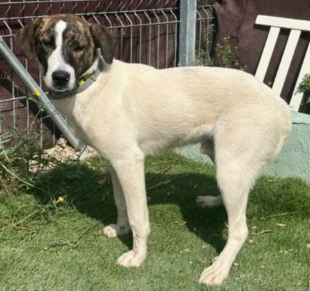 Adopter Faraon