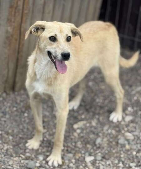 Adopter Félix