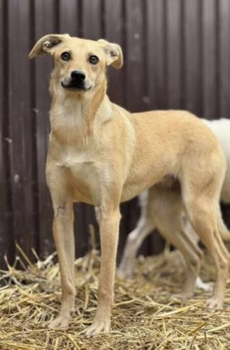 Adopter Fenta