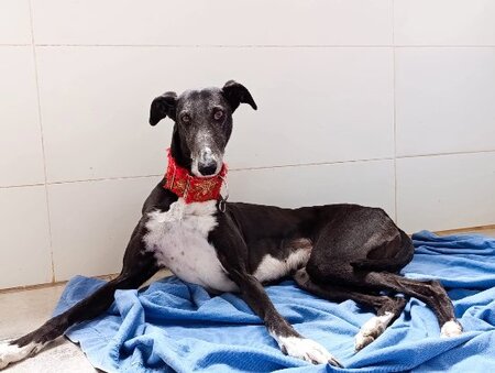 Adopter Ferit