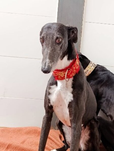 Adopter Ferit