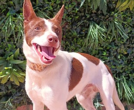 Adopter Ferrrro