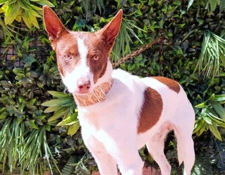 Adopter Ferrrro