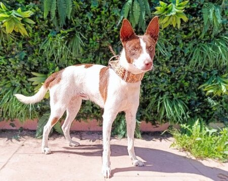 Adopter Ferrrro