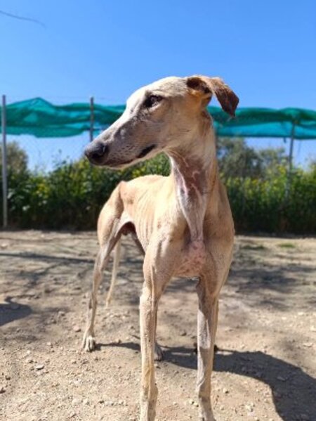 Adopter Fidi
