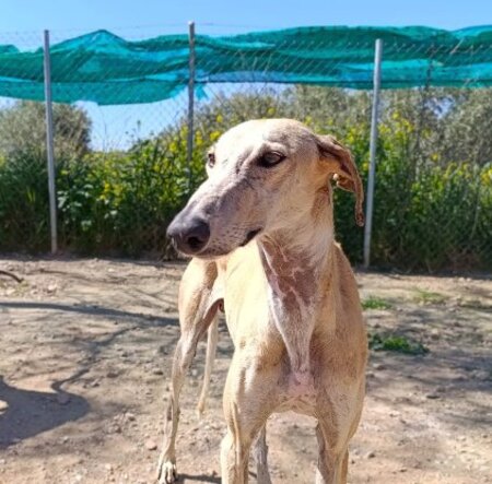 Adopter Fidi