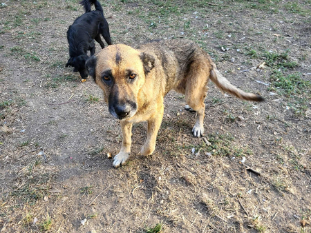 Adopter Fidji