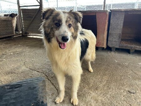 Adopter Fiene