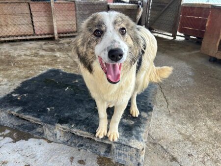 Adopter Fiene