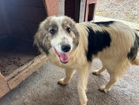 Adopter Fiene