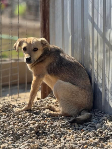 Adopter Fiica
