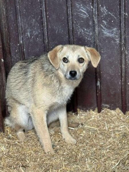 Adopter Fiica