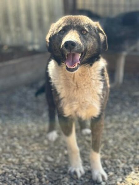 Adopter Filoute