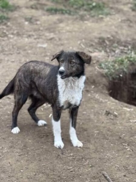 Adopter Filoute