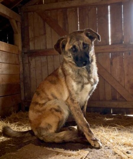 Adopter Finja