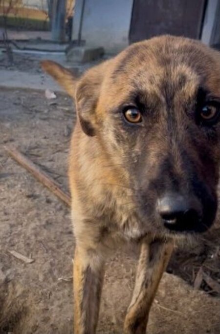 Adopter Finja