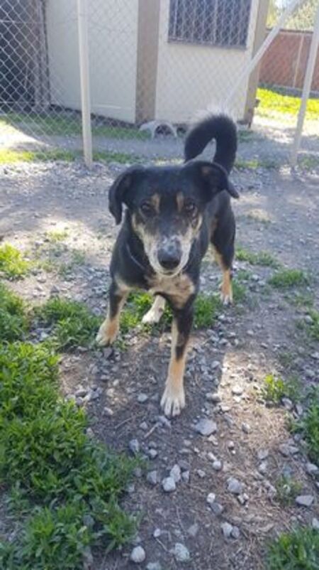 Adopter Fiona