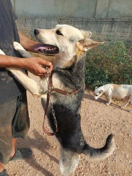 Adopter Fiona