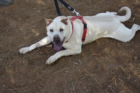 Adopter Fito