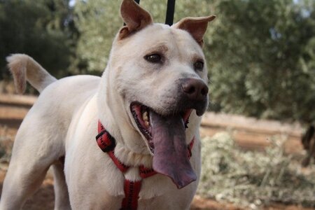 Adopter Fito