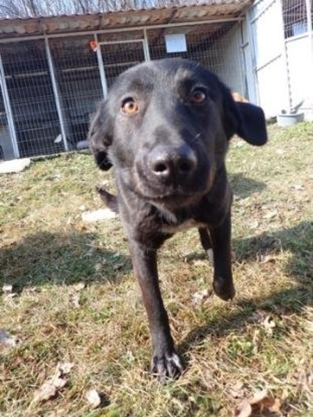 Adopter Fizz
