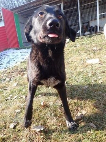 Adopter Fizz
