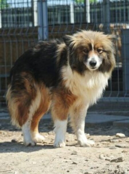 Adopter Flammeche