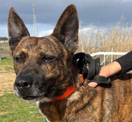 Adopter Flinn