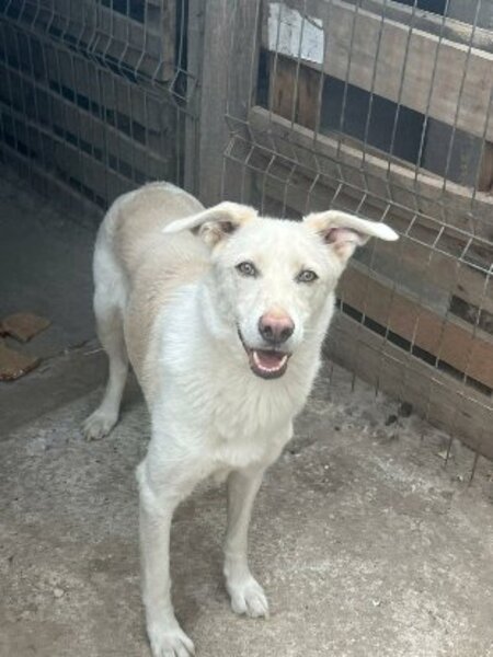 Adopter Floki
