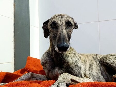 Adopter Flop