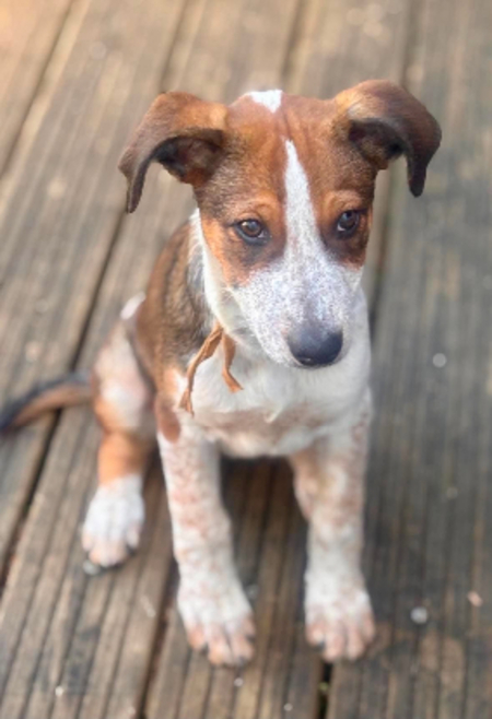 Adopter Fred