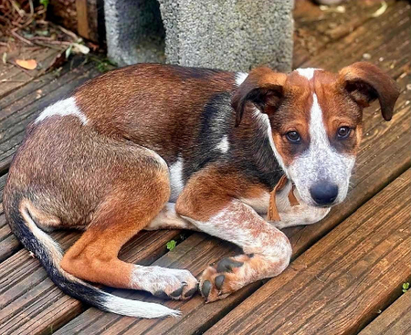 Adopter Fred