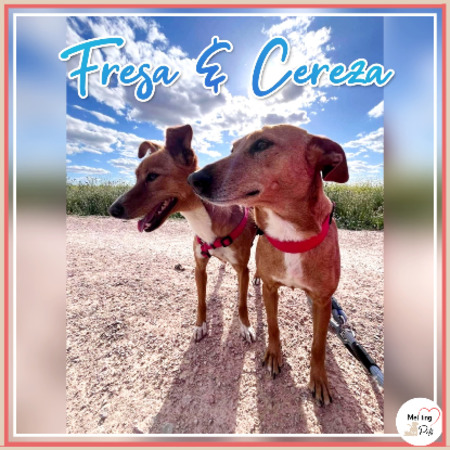 Adopter Fresa & cereza