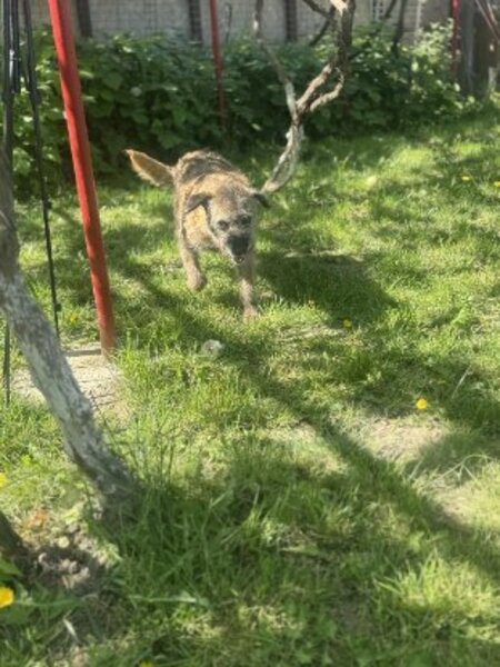 Adopter Frisette