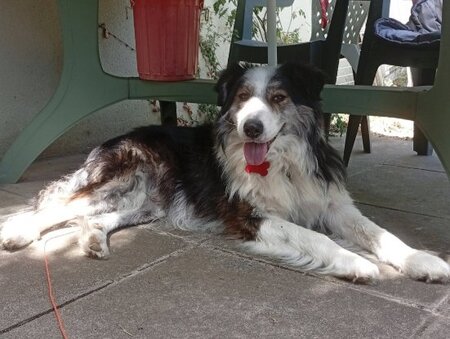 Adopter Fuego