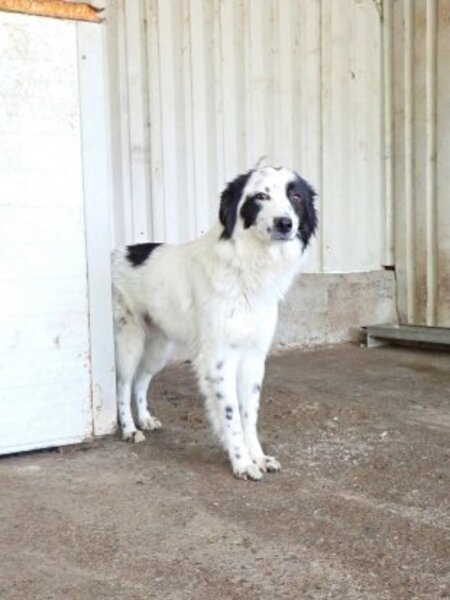Adopter Funky