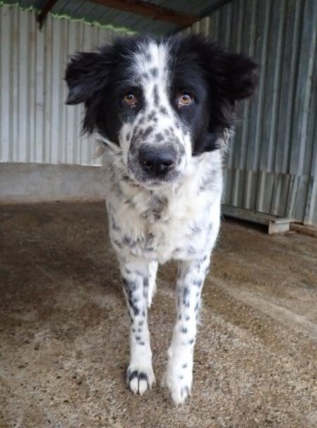Adopter Funny