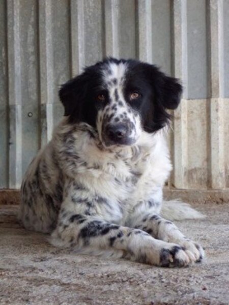 Adopter Funny