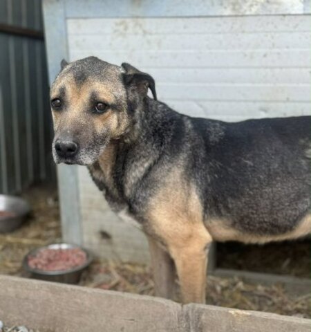 Adopter Gabin
