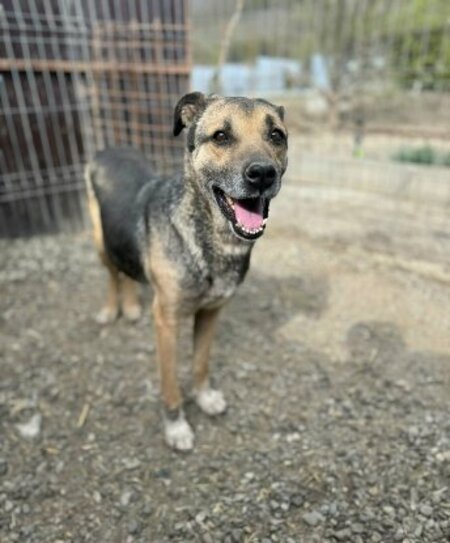 Adopter Gabin