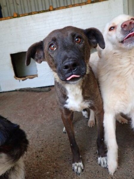 Adopter Gaby