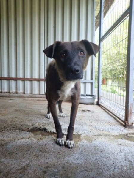 Adopter Gaby