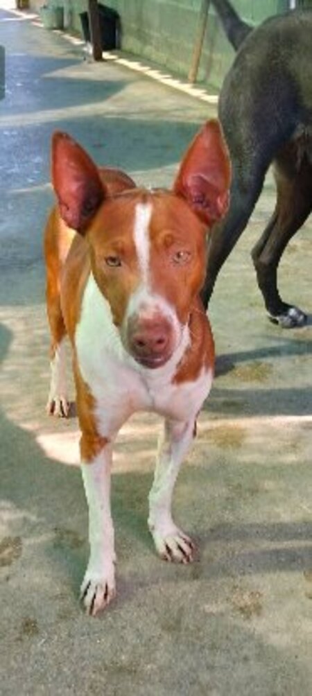 Adopter Gago