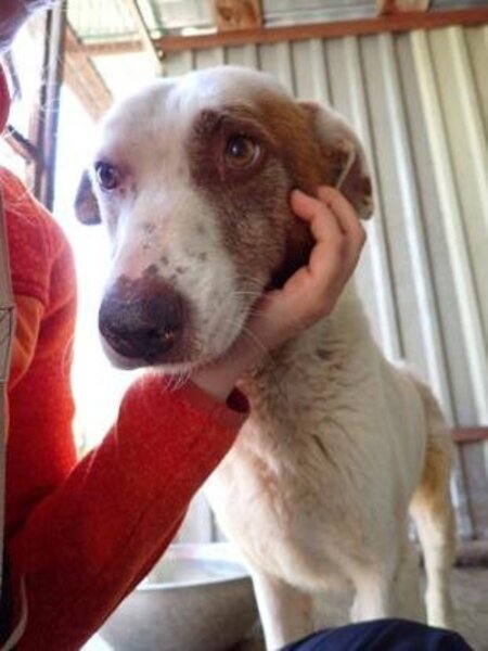 Adopter Galak