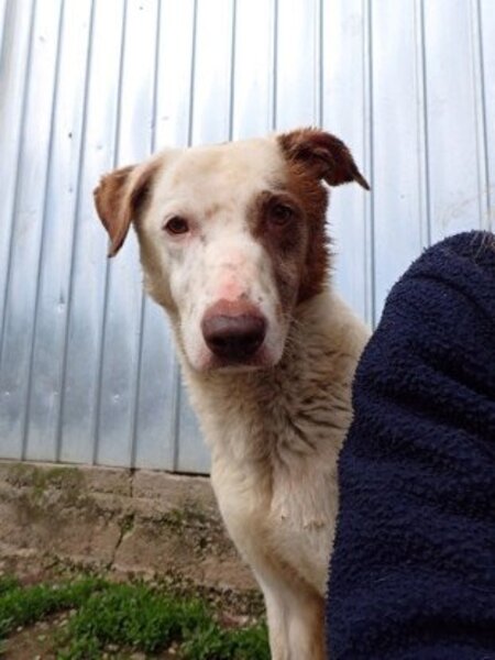 Adopter Galak