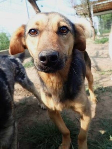 Adopter Gallagher
